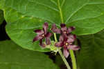 Maroon Carolina milkvine